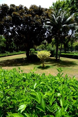 GIARDINO ARABO fotografie di Giulio Azzarello ©2021. GIARDINO ARABO fotografie di Giulio Azzarello ©2021.