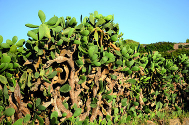 ISOLA DI USTICA la natura. Fotografie di Giulio Azzarello &copy;2016.