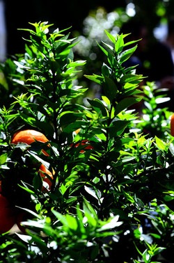 ORTO BOTANICO di Palermo in inverno. Fotografie di Giulio Azzarello &copy;2016.