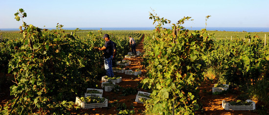 VENDEMMIA a Mazzara del Vallo in Sicilia con i contadini. Fotografie di Giulio Azzarello ©2016. VENDEMMIA a Mazzara del Vallo in Sicilia con i contadini. Fotografie di Giulio Azzarello ©2016.