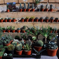 ORTO BOTANICO di PALERMO. Fotografie di Giulio Azzarello ©2019.