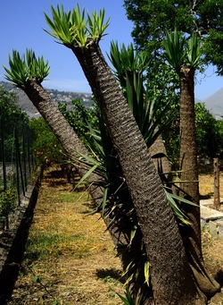 GIARDINO fotografie di Giulio Azzarello ©2019. GIARDINO fotografie di Giulio Azzarello ©2019.