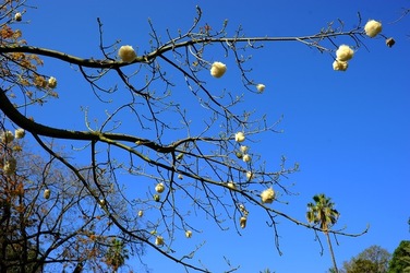 ORTO BOTANICO di Palermo nel maggio 2018. Fotografie di Giulio Azzarello &copy;2018.