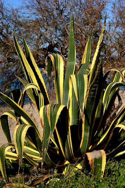 AGAVE selvatica sul mare in Sicilia a Cefalù. Fotografie di Giulio Azzarello ©2014. AGAVE selvatica sul mare in Sicilia a Cefalù. Fotografie di Giulio Azzarello ©2014.