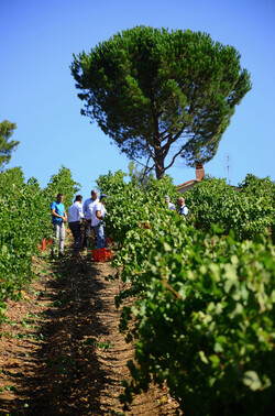 VENDEMMIA a S.Cristina Gela i coltivatori. Fotografie di Giulio Azzarello ©2016. VENDEMMIA a S.Cristina Gela i coltivatori. Fotografie di Giulio Azzarello ©2016.