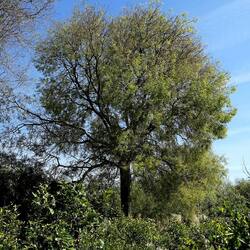 PIANTE. Fotografie di Giulio Azzarello &copy;2022.