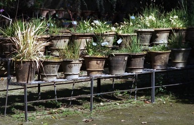 ORTO BOTANICO di Palermo. Fotografie di Giulio Azzarello ©2021.