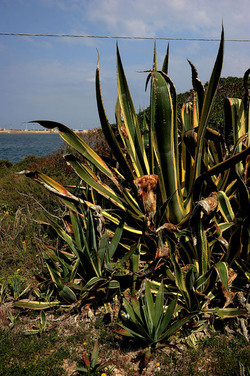AGAVE selvatica sul mare in Sicilia a Cefalù. Fotografie di Giulio Azzarello ©2014. AGAVE selvatica sul mare in Sicilia a Cefalù. Fotografie di Giulio Azzarello ©2014.