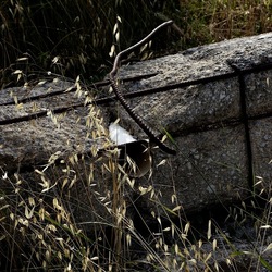 ZISA. Fotografie di Giulio Azzarello &copy;2023.