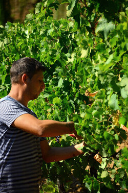 VENDEMMIA a S.Cristina Gela i coltivatori. Fotografie di Giulio Azzarello ©2016. VENDEMMIA a S.Cristina Gela i coltivatori. Fotografie di Giulio Azzarello ©2016.