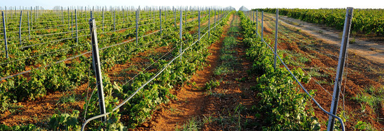VIGNETO GIOVANE in Sicilia fotografie di Giulio Azzarello &copy;2016.