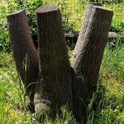 PIANTE. Fotografie di Giulio Azzarello &copy;2022.