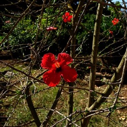 GIARDINO SICILIANO. Fotografie di Giulio Azzarello ©2022. GIARDINO SICILIANO. Fotografie di Giulio Azzarello ©2022.