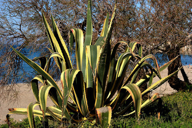 AGAVE selvatica sul mare in Sicilia a Cefalù. Fotografie di Giulio Azzarello ©2014. AGAVE selvatica sul mare in Sicilia a Cefalù. Fotografie di Giulio Azzarello ©2014.