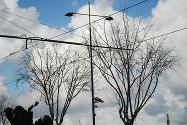 RAMI E ALBERI in inverno. Fotografie di Giulio Azzarello &copy;2014.