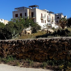 BESTIE. Fotografie di Giulio Azzarello ©2022. BESTIE. Fotografie di Giulio Azzarello ©2022.