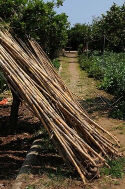 IL CANNETO del contadino siciliano. Fotografie di Giulio Azzarello &copy;2014.