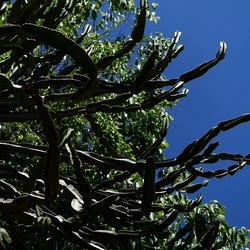 GIARDINO. Fotografie di Giulio Azzarello ©2022.