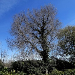 PIANTE. Fotografie di Giulio Azzarello &copy;2022.