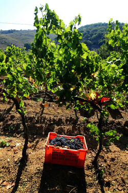 VENDEMMIA a S.Cristina Gela in Sicilia. Fotografie di Giulio Azzarello &copy;2016.