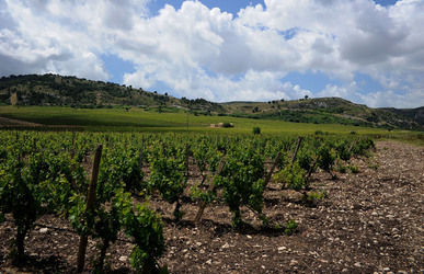 VIGNETO AGRITURISTICO PLANETA a Sambuca di Sicilia. Fotografie di Giulio Azzarello &copy;2014.