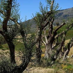 SEGESTA. Fotografie di Giulio Azzarello ©2024. SEGESTA. Fotografie di Giulio Azzarello ©2024.