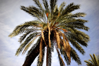 VILLA BONANNO a Palermo. Fotografie di Giulio Azzarello &copy;2016.