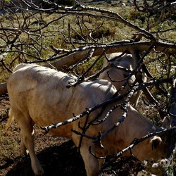 BESTIE. Fotografie di Giulio Azzarello ©2022. BESTIE. Fotografie di Giulio Azzarello ©2022.