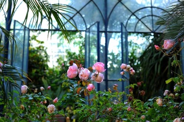 ORTO BOTANICO di Palermo nel maggio 2018. Fotografie di Giulio Azzarello &copy;2018.