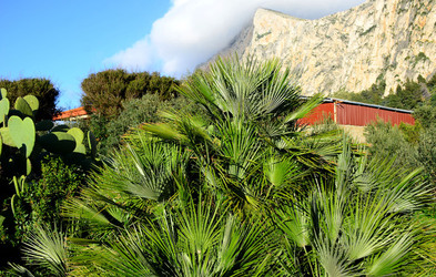 MACCHIA MEDITERRANEA in Sicilia. Fotografie di Giulio Azzarello &copy;2106.