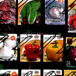 ORTO BOTANICO di PALERMO. Fotografie di Giulio Azzarello ©2019.