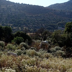 BESTIE. Fotografie di Giulio Azzarello ©2022. BESTIE. Fotografie di Giulio Azzarello ©2022.