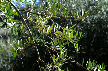 ULIVETO in autunno. Fotografie di Giulio Azzarello ©2014. ULIVETO in autunno. Fotografie di Giulio Azzarello ©2014.