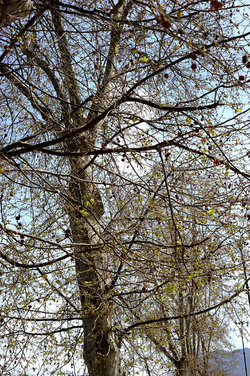 VILLA BONANNO a Palermo. Fotografie di Giulio Azzarello &copy;2016.