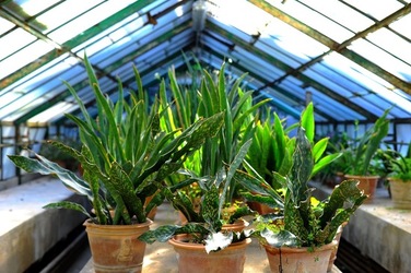 ORTO BOTANICO di Palermo nel maggio 2018. Fotografie di Giulio Azzarello &copy;2018.