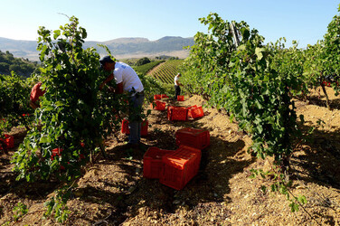 VENDEMMIA a S.Cristina Gela i coltivatori. Fotografie di Giulio Azzarello ©2016. VENDEMMIA a S.Cristina Gela i coltivatori. Fotografie di Giulio Azzarello ©2016.