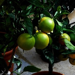 ORTO BOTANICO di PALERMO. Fotografie di Giulio Azzarello ©2019.