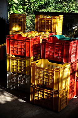 LIMONI di Sicilia coltivati in modo biologico. Fotografie di Giulio Azzarello &copy;2014.