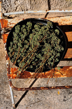 CAPONATA E ORIGANO tipici e tradizionali siciliani. Fotografie di Giulio Azzarello ©2014. CAPONATA E ORIGANO tipici e tradizionali siciliani. Fotografie di Giulio Azzarello ©2014.