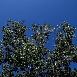GIARDINO. Fotografie di Giulio Azzarello ©2022.