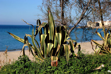 AGAVE selvatica sul mare in Sicilia a Cefalù. Fotografie di Giulio Azzarello ©2014. AGAVE selvatica sul mare in Sicilia a Cefalù. Fotografie di Giulio Azzarello ©2014.
