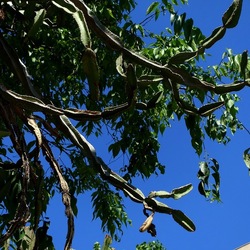 GIARDINO. Fotografie di Giulio Azzarello ©2022.