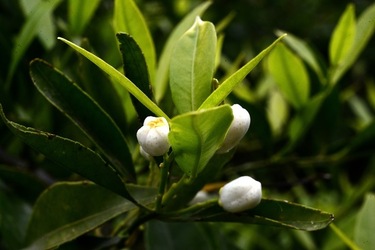 ZAGARA. Fotografie di Giulio Azzarello ©2022. ZAGARA. Fotografie di Giulio Azzarello ©2022.