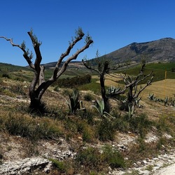 SEGESTA. Fotografie di Giulio Azzarello ©2024. SEGESTA. Fotografie di Giulio Azzarello ©2024.