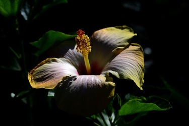GIARDINO SICILIANO fotografie di Giulio Azzarello &copy;2020.