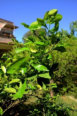 GIARDINO SICILIANO fotografie di Giulio Azzarello ©2021. GIARDINO SICILIANO fotografie di Giulio Azzarello ©2021.
