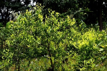 ZAGARA. Fotografie di Giulio Azzarello ©2022. ZAGARA. Fotografie di Giulio Azzarello ©2022.