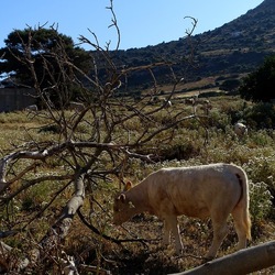 BESTIE. Fotografie di Giulio Azzarello ©2022. BESTIE. Fotografie di Giulio Azzarello ©2022.