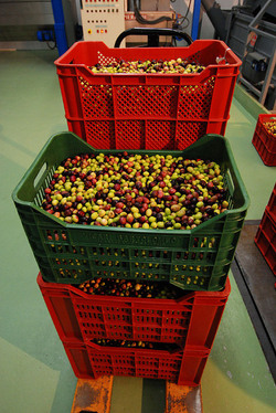 TIPICO FRANTOIO fotografie di Giulio Azzarello ©2014. TIPICO FRANTOIO fotografie di Giulio Azzarello ©2014.