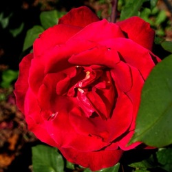 ROSETO. Fotografie di Giulio Azzarello &copy;2022.